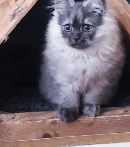 Cuccioli di persiani normotipici MASCHI | Foto 1