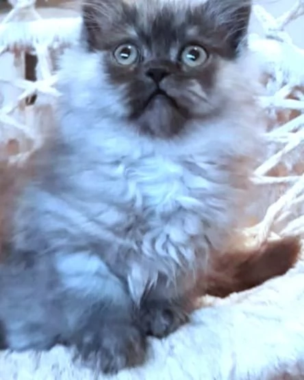 Cuccioli di persiani normotipici MASCHI | Foto 6