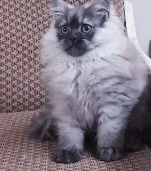 Cuccioli di persiani normotipici MASCHI | Foto 1