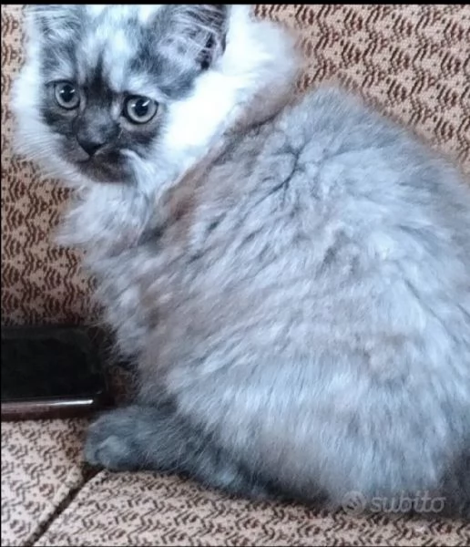 Cuccioli di persiani normotipici MASCHI | Foto 0