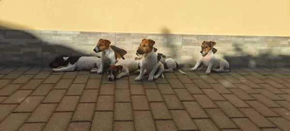 cuccioli jack russell terrier 3 mesi 