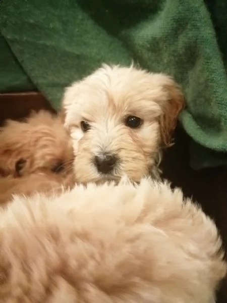 cuccioli di west highland white terrier | Foto 2