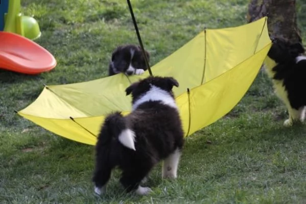 stupendi cuccioli border collie | Foto 6