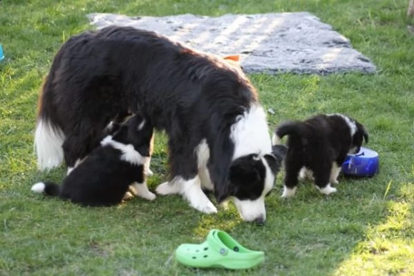 stupendi cuccioli border collie | Foto 2