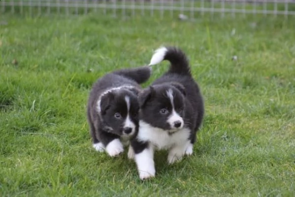 stupendi cuccioli border collie | Foto 0