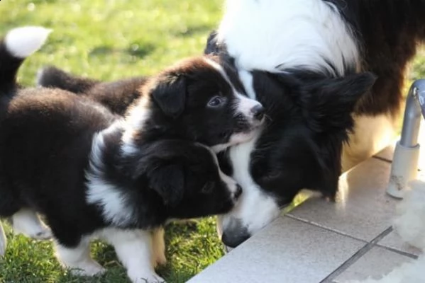 stupendi cuccioli border collie