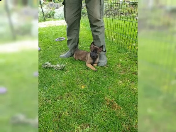 cuccioli di belga malinois | Foto 6