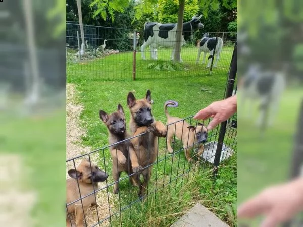 cuccioli di belga malinois | Foto 5