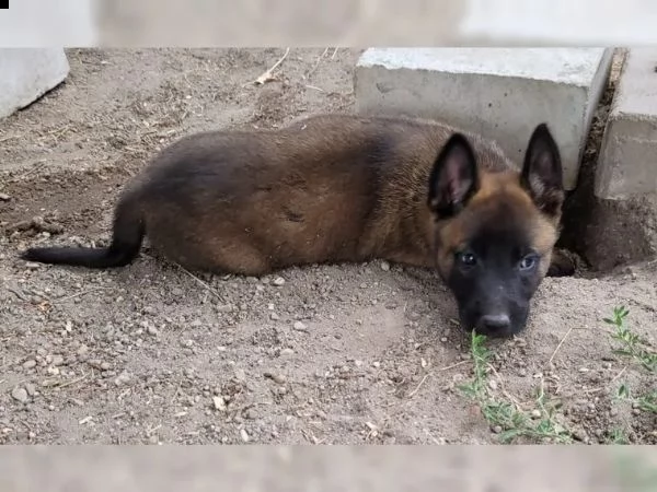 cuccioli di belga malinois | Foto 2