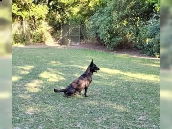 cuccioli di belga malinois | Foto 0