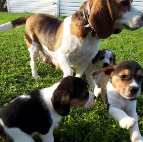 tre cuccioli di beagle cioccolato | Foto 1