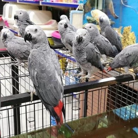 pappagallo cenerino | Foto 0