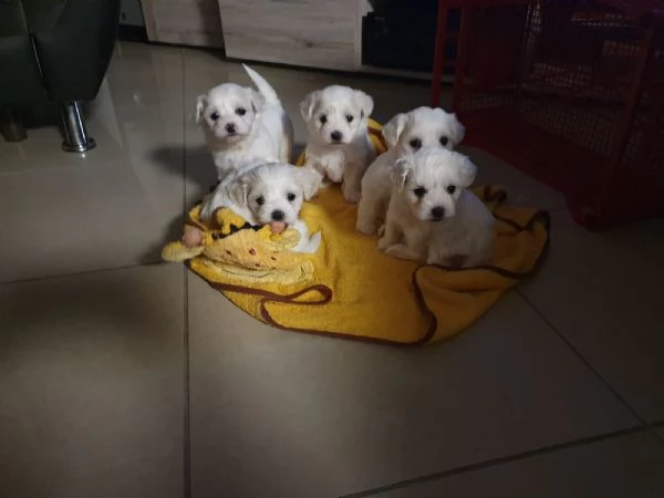 Disponibili cuccioli maltesi toy | Foto 1