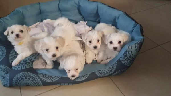 Disponibili cuccioli maltesi toy