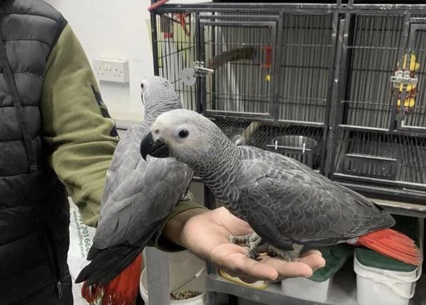 Amorosi pappagalli grigi africani