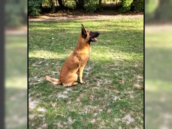 CUCCIOLI DI PASTORE BELGA MALINOIS | Foto 2