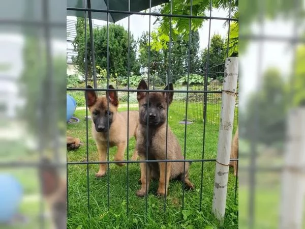 CUCCIOLI DI PASTORE BELGA MALINOIS | Foto 1