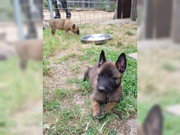 CUCCIOLI DI PASTORE BELGA MALINOIS | Foto 0