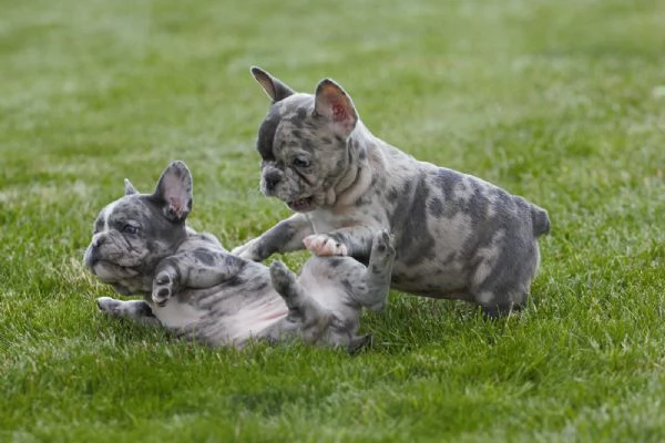 dolcissimi cuccioli di bulldog francese | Foto 3