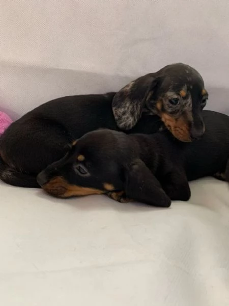 Dolci e preziosi cuccioli di Bassotto a Pelo Corto | Foto 1