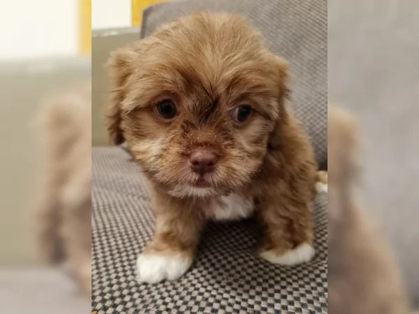 cuccioli di shih tzu | Foto 3