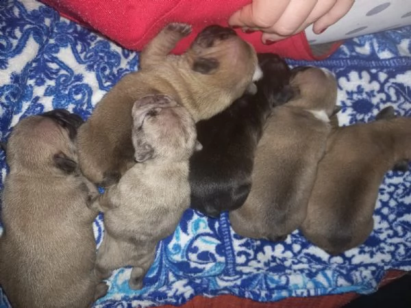 cuccioli bulldog francese