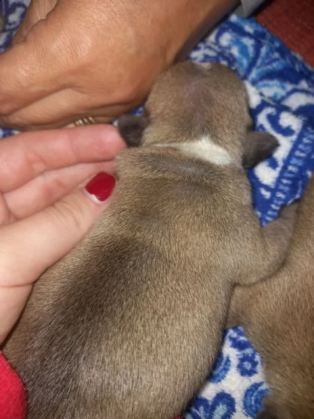 cuccioli bulldog francese | Foto 5
