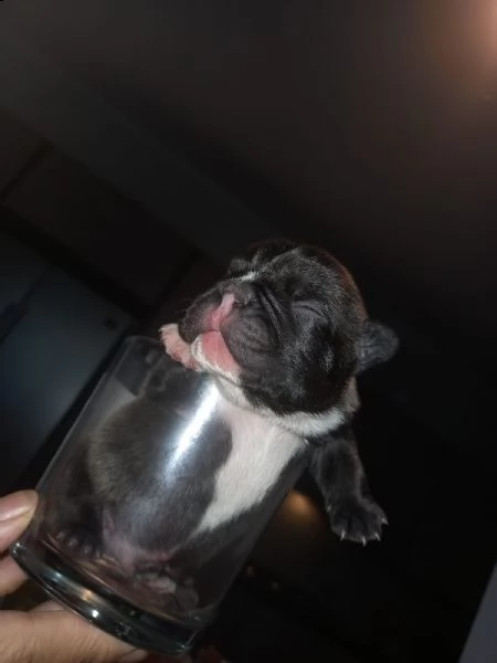 cuccioli bulldog francese | Foto 4