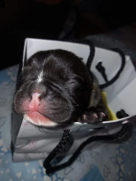 cuccioli bulldog francese | Foto 3