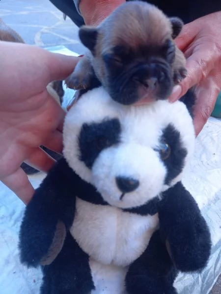 cuccioli bulldog francese | Foto 2