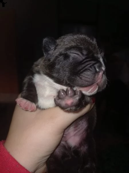 cuccioli bulldog francese | Foto 1
