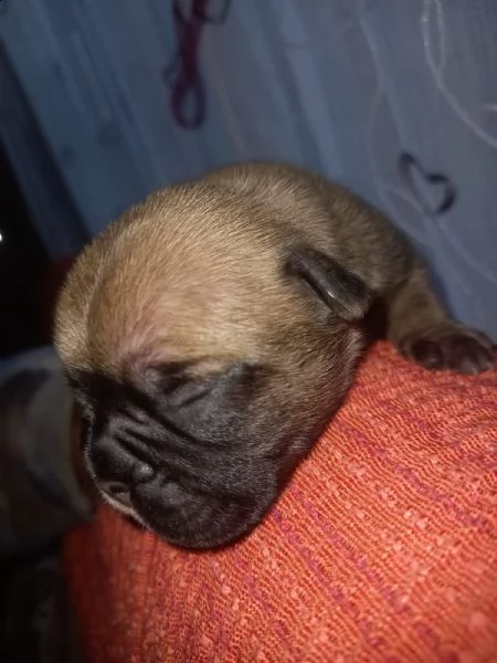 cuccioli bulldog francese | Foto 0