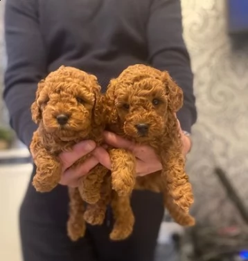 ultimi due cuccioli di barboncino rosso