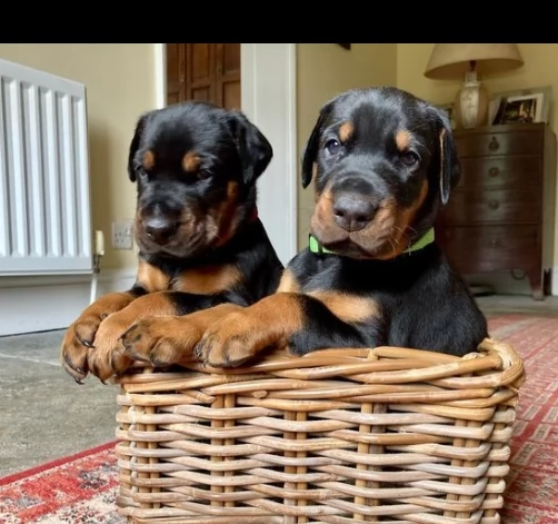 eccezionali cuccioli di dobermann in vendita