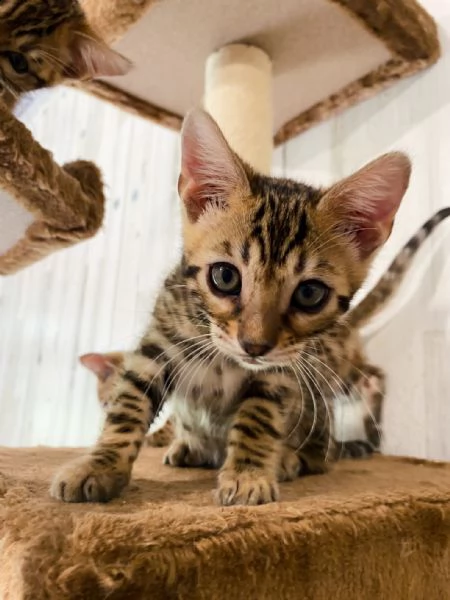 due bellissimi bengala di 3 mesi | Foto 0
