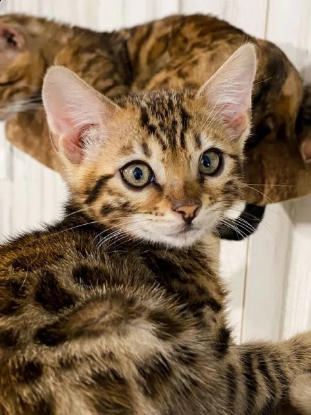 due bellissimi bengala di 3 mesi