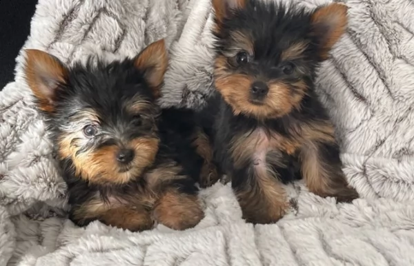 cuccioli di yorkshire terrier