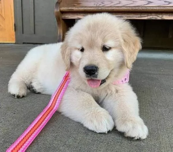 golden retriever cuccioli