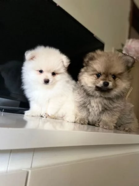 italiano cucciolo volpino della pomerania