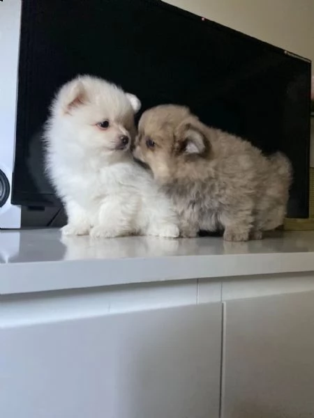 italiano cucciolo volpino della pomerania | Foto 5