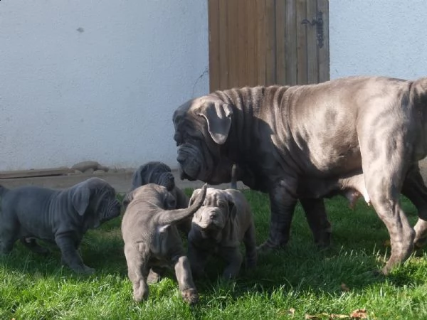 cuccioli di mastino napoletano