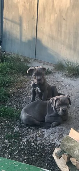 cuccioli di mastino napoletano | Foto 6