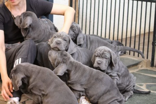 cuccioli di mastino napoletano | Foto 5