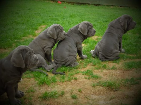 cuccioli di mastino napoletano | Foto 4