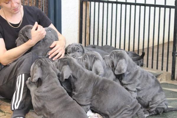 cuccioli di mastino napoletano | Foto 3