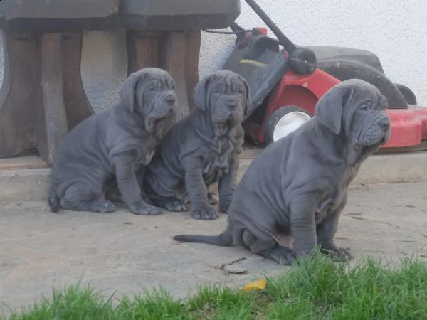 cuccioli di mastino napoletano | Foto 1