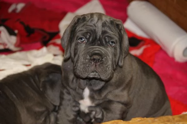 cuccioli di mastino napoletano | Foto 0