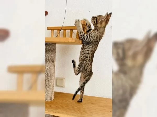 Gattini della savana addestrati in casa | Foto 4