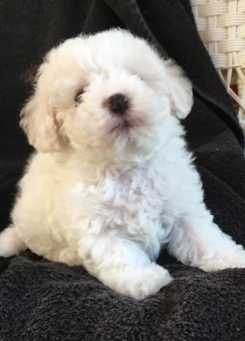 cuccioli di bolognese