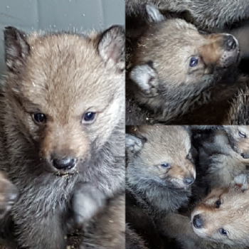 Il preferito dagli allevatori più evoluti per rispondere alle esigenze di chi cerca un mangime per cani. carattere, alimentazione, origine, cuccioli,